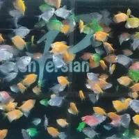 پخش عمده ماهی کالر رنگی گلوفیش  قم