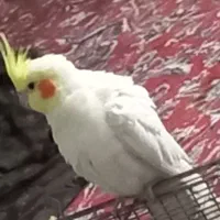 عروس هلندی نر