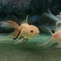 تعدادی ماهی گلدفیش|ماهی|اسلامشهر, مطهری|دیوار