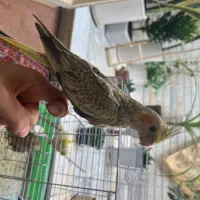 عروس هلندی نر سرلاکی