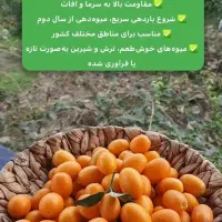 نهال زردآلو عطر اصیل ایرانی|خدمات باغبانی و درختکاری|سلماس, |دیوار