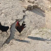 خروس درشت و هیکلی