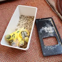 جوجه مرغ عشق