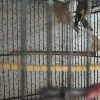 سهره سفید|پرنده|مسجد سلیمان, |دیوار