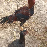 مرغ وخروس|حیوانات مزرعه|رباط‌کریم, شهرک صنعتی ده‌حسن|دیوار