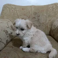 سگ پاکوتاه|سگ|لامرد, |دیوار