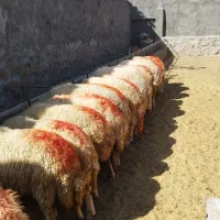 میش ابستن سنجابی درکاشمر