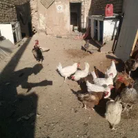 مرغ وخروس قیمت پایینترازهمجا|حیوانات مزرعه|خواف, |دیوار