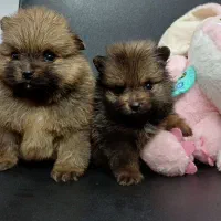 پامر عروسکی