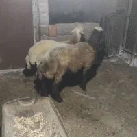 2عدد نر چاق درشت