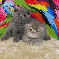 اسکاتیش بریتیش|گربه|بیرجند, |دیوار