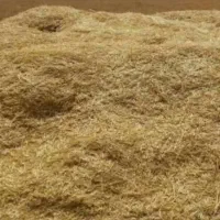 فروش  فوری کاه لوبیا چیتی قرمز