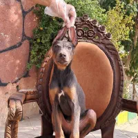 دوبرمن بلو بینظرین ترین و خاص ترین ایران|سگ|تهران, محمودیه|دیوار