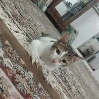 گربه مفقود شده