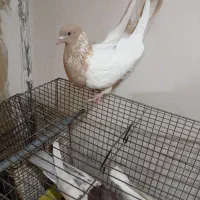 کبوتر طوقی سینه ای یاهو رنگی|پرنده|قم, علی آباد سعدگان|دیوار