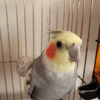 عروس هلندی نر به همراه قفس