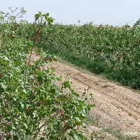 140هکتار باغ پسته با 2حلقه چاه آب مدرن و به روز|فروش دفتر صنعتی، کشاورزی، تجاری|رفسنجان, |دیوار