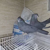 کفتر،کبوتر سیاه کاکولی کاکول میخ بدون پاپر