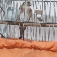 جوجه ماده امسال|پرنده|آبدانان, |دیوار