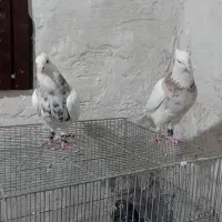 طوقی|پرنده|شهریار, شهرک امیریه|دیوار