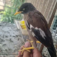 مرغ. مینا. دستی داره سخنگو. میشه