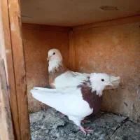 کبوتریک جفت نروماده طوقی
