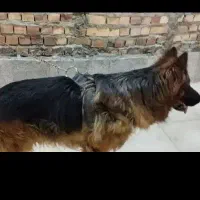 سگ ژرمن شولاین کلاس A موبلند