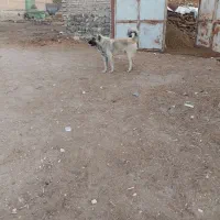 سگ گله ۱۳ ماهه اصیل