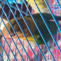 4عدد طوطی برزیلی|پرنده|زرند, |دیوار