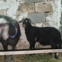 میش و بره دوقلوزا