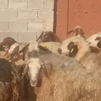 میش ترکی  آبستن