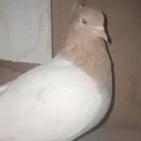 کفتر نقش|پرنده|سده (خراسان جنوبی), |دیوار