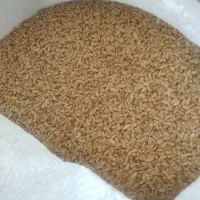 گندم پیشگام بوجاری شده