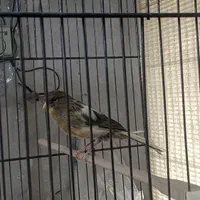 قناری ماده سوپر|پرنده|تهران, اختیاریه|دیوار