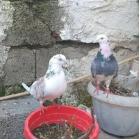 کبوتر پرشی جفت ۵۰۰ تومان ،معاوضه با مرغ عشق|پرنده|آمل, |دیوار