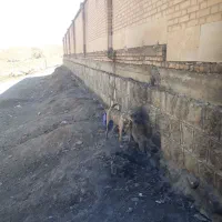 توله سگ ۶ماهه ماده سرابی قابل معاوضه