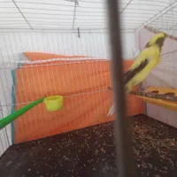 قناری کشیده بلند|پرنده|مشهد, حرم مطهر رضوی|دیوار