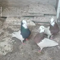 کبوتر|پرنده|بم, |دیوار