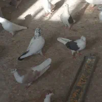 تعداد ۲۵ عدد کبوتر پرشی تهرانی|پرنده|ضیاء آباد, |دیوار
