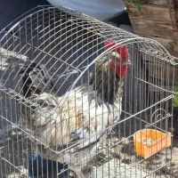 خروس گلین رسمی