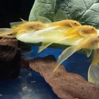 شریمپ میگو کامبارلوس گوپی تترا رازبورا لابستر گیاه|ماهی|تهران, نارمک|دیوار