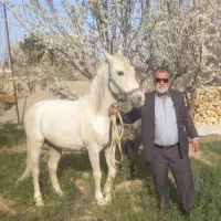 فروش ۴ راس  اسب به قیمت استثنایی