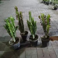 گل و گیاه آپارتمانی