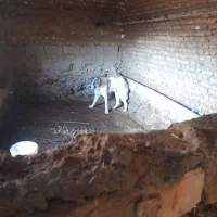 سگ سگ|سگ|نیشابور, مازول|دیوار