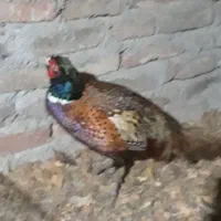 خروس کوشین وخروس امریگایی|حیوانات مزرعه|قائمشهر, |دیوار