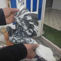 کوهی دم سفید شیبان|پرنده|باوی, |دیوار