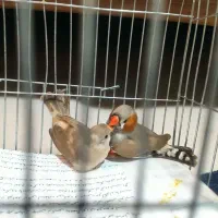 فنچ کینگ اورنج و لپ سیاه|پرنده|قزوین, |دیوار