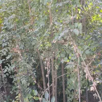 نهال زبان گنجشک|حراج|پیر بکران, |دیوار