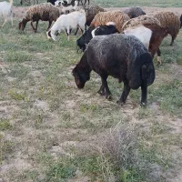 قوچ همو