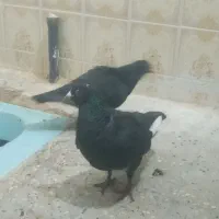 کفتر ای زاهدانی|پرنده|سراوان, |دیوار